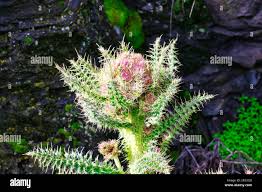 Image result for Sesbania keniensis