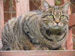 Fat Tabby Cat License Download Or Print For 6 55 Photos Picfair