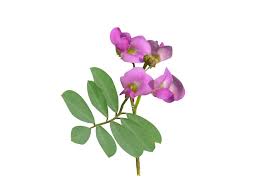 Image result for Tephrosia purpurea