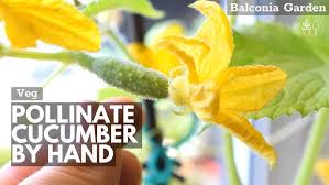 Image result for how to self pollinate cucumbers