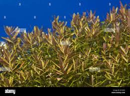 Image result for Rotala filiformis