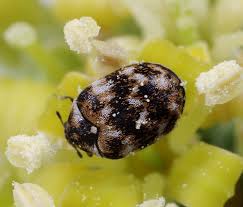 74 animal control specialist jobs. Keep Your Home Safe From Carpet Beetles Animal Pest Control Inc