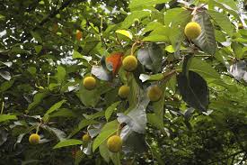 Image result for Artocarpus