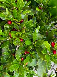 Image result for Synsepalum