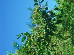 Image result for Ilex mitis