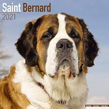 St Bernard Calendar 2021 Saint Bernard Dog Breed Calendar Wall Calendar 2020 2021 In 2020 Saint Bernard St Bernard Dog Images