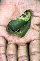 Image result for Dichaetanthera