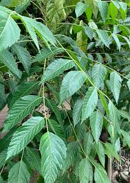 Image result for Brucea