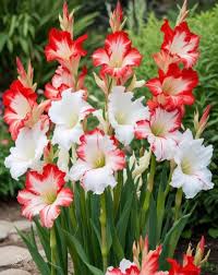 Image result for Gladiolus bellus