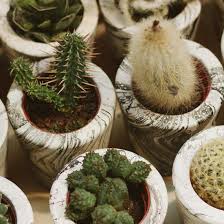 In this post, you will find tips on how to make your cacti grow faster and general care tips to make them flourish. Cactus Myths Gardening Mother Earth Living