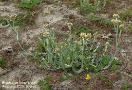 Image result for Pseudognaphalium luteo-album