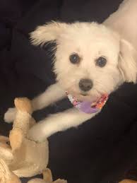 Lost golden dog in Hopewell, NJ. Please call if seen