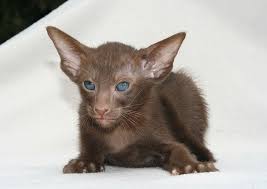 These curious kitties are often blue or green. Royalty Free Oriental Cat Photos Free Download Pxfuel