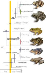 Image result for Phylohydrax