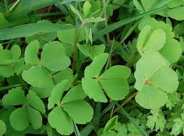 Image result for Marsilea minuta