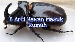 Taglines from original posters and video/dvd covers. 8 Arti Hewan Masuk Rumah Menurut Primbon Dan Fengshui China Youtube