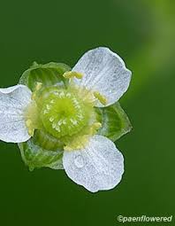 Image result for Alismataceae