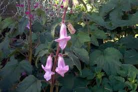 Image result for Ceratotheca triloba