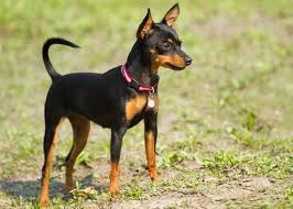 Maybe you would like to learn more about one of these? Chihuahua Pinscher Mix Puppies Online