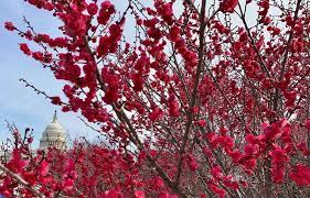 Buy wholesale flowers washington dc. 5 Places To Find The Best Spring Flower Displays In Dc
