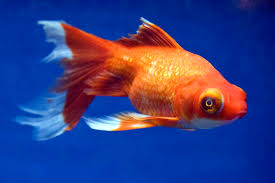 Black moor goldfish (carassius auratus) is a popular option among goldfish collectors, due to their unusual appearance, big bug eyes and dark color they have been called some distinctive names like dragon eye goldfish, bug eye fish or boggle goldfish. Best Way To Care For A Telescope Goldfish Aquariadise