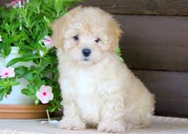 Explore 29 listings for havanese puppies for sale at best prices. Havapoo Puppies For Sale Puppy Adoption Keystone Puppies