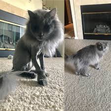 He explained that it developed as a means of protection during fighting. Zach Gets Really Hot In The Summer So He Gets A Lion Mane Cut Once A Year Nebelung