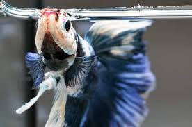 Betta Fish Not Eating Causes Cure Fish Tank Master
