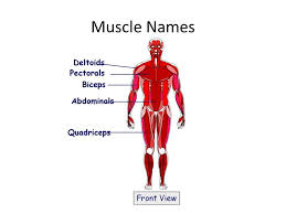 Muscle names are actually quite interesting. The Muscular System Gcse Year Lesson Objectives In Today S Lesson You Will Know And Understand Muscle Groups And Muscle Names Understand Ppt Download
