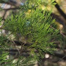 Image result for Callitris endlicheri