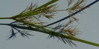 Image result for Cyperus distans