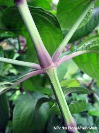 Image result for Eranthemum pulchellum