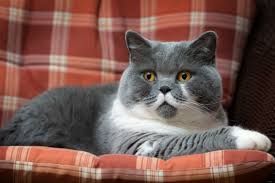 The blue variant has been widely popular, but in recent years the black, white this should be done on a weekly basis to minimize shedding. 20 Fun Facts You Didn T Know About The British Shorthair
