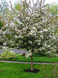 Thunderchild flowering crab is a hybrid crab apple known for its attractive and fragrant dark pink blossoms and deep purple mature leaves. Flowering Crab Apple Trees For Sale The Tree Center