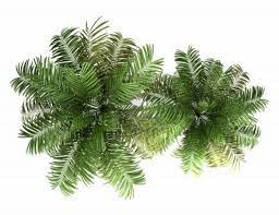 4shared View All Images At Top View Folder Trees Top View Tree Photoshop Palm Tree Png