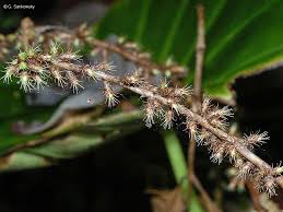 Image result for Remusatia