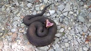 Although cottonmouths or water moccasins are at the top of the food chain, preying on other snakes, small the cottonmouth or water moccasin is a venomous snake belonging to the pit viper family. Cottonmouth Snake Disturbed And Furiously Aggressive