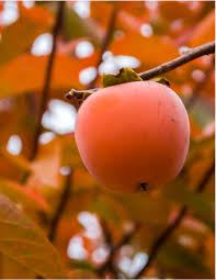 Hana fuyu asian persimmon はえ ふゆ. Persimmons