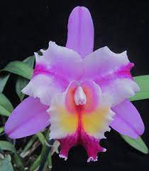 Cattleya Hybrids Welcome To Chadwick Son Orchids Orchid Flower Beautiful Orchids Blooming Orchid