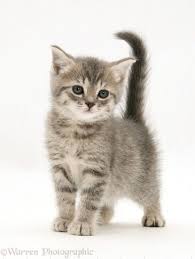 Here S How To Make A Tiny Stuffed Animal For Your Cat In Mere Minutes This Way Come Grey Tabby Kittens British Shorthair Tabby Kitten