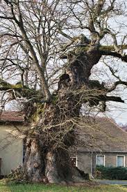 Massivholztüren aus ulme, auch rüster genannt, öffnen hier die räume. Alte Ulme In Kienbaum Treehunter De
