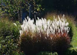 Image result for Miscanthus violaceus