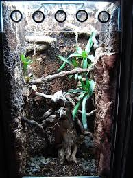 New 40gal Vert Vivarium Converted From My Old Paludarium Dendroboard Vert Vivarium Plants