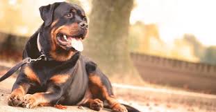 Know your puppy needs manners? Best Dog Training In Seattle Wa Woodinville Puppy Trainers