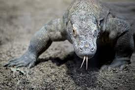 Cet amphibien a un statut ambigu. Australie Un Couple Blesse Par Un Varan En Voulant Sauver Leur Chien