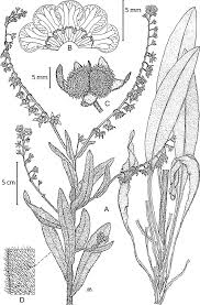 Image result for Cynoglossum coeruleum