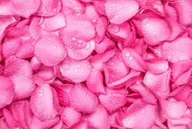 You can find a huge variety of wallpaper rolls and sheets on ebay, giving you all the inspiration you need when decorating your home. Pink Colour Wallpaper Pink Petal 1426483 Wallpaperkiss