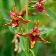Image result for Epipactis africana
