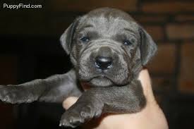 Find the perfect great dane puppy for sale in florida, fl at puppyfind.com. 2 Week Old Blue Great Dane Someday Great Dane Great Dane Puppy Dane