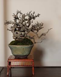 Chojubai Japanese Quince Bonsai Bonsai Garden Flowering Quince